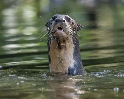 A Giant River Otter sticks its dark head out of the water, whiskers shining in the light