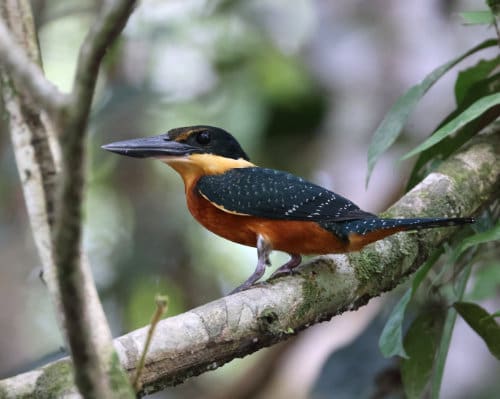A Green and Rufous Kingfisher with its large and thick black beak and mysterious black eye perches on a branch