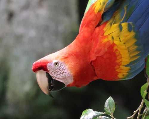 A close-up view of a Scarlet Macaw showing its white upper beak, golden eye, and brilliant red feathers blending into golds and blues