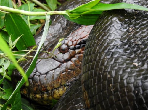 A close-up on a dark gray anaconda