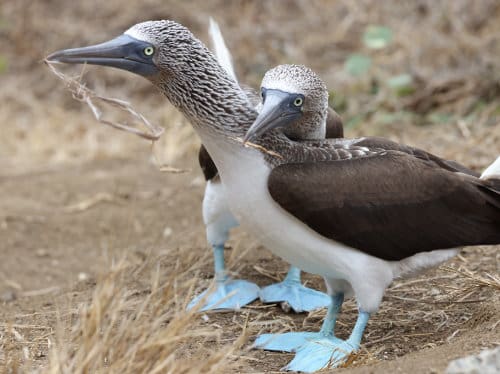 A pair of blue-footed boobies share a courtship moment in the Galápagos Islands, one resting its head against the other's neck on bare ground.