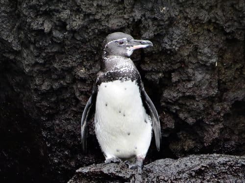 A lone Galápagos penguin stands on dark volcanic rock, water dripping from its feathers.