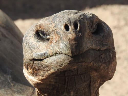 Close-up of a Galapagos Tortoise's head.