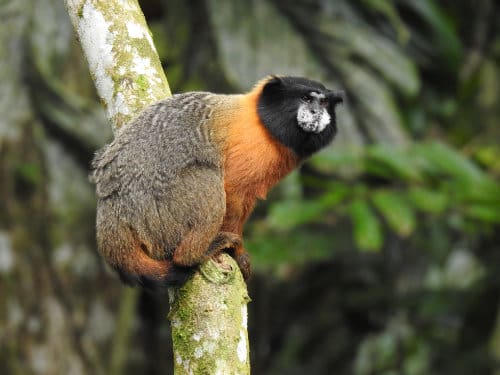 A Golden-mantled Tamarin monkey crouches on a branch with orange chest and mottled hindquarters