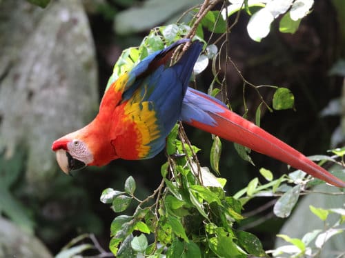 Scarlet Macaw hanging from branch at the Napo Wildlife Center's clay lick.