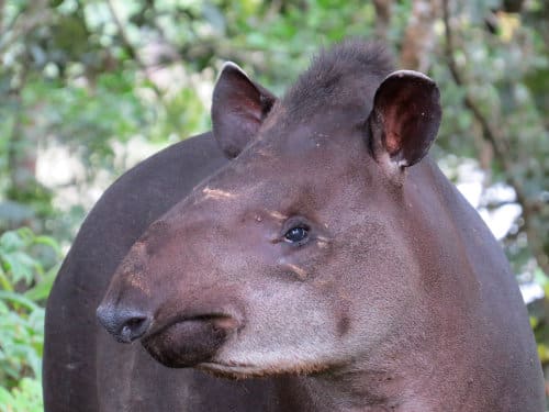 Close-up of a South American Tapir face