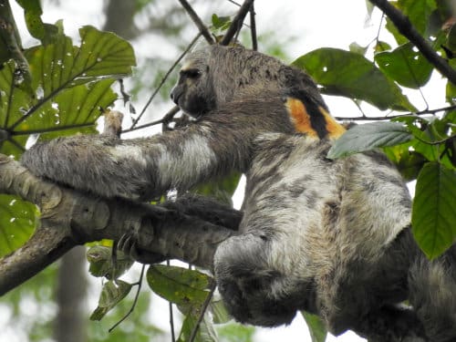 A sloth hangs from a branch in the rainforest
