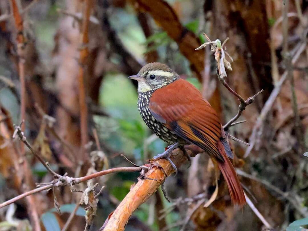 A Pearled Treerunner perched on a tree branch in an East Slope cloudforest.